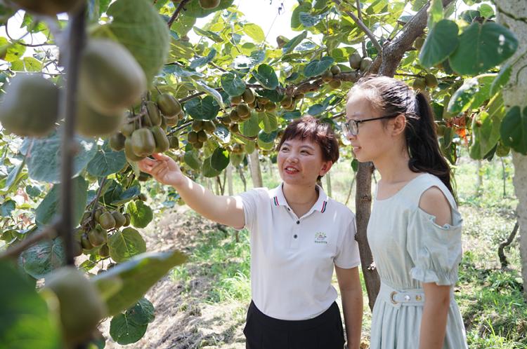 眉山彭山：大學(xué)女教師回鄉(xiāng)種獼猴桃 帶領(lǐng)村民謀致富