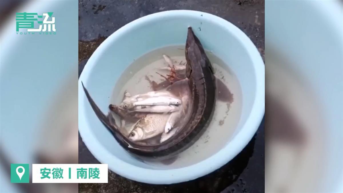 快下锅的鱼被认定是野生中华鲟！安徽男子被抓引质疑，检测机构称正重新鉴定