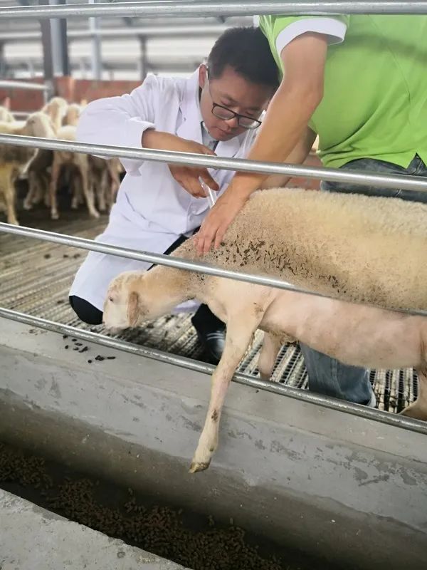 山中青年第二季&middot;百年青春｜助力西部乡村振兴的东部&ldquo;羊倌&rdquo;