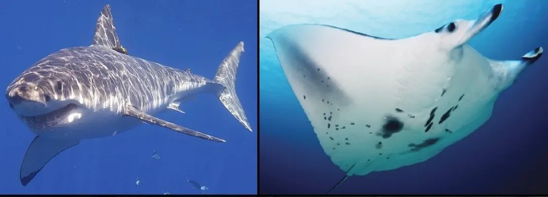 博物志 | 从繁盛到濒危，这种鲨鱼只用了40年