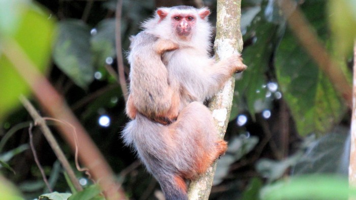 科学家在巴西亚马逊河流域发现狨猴新物种