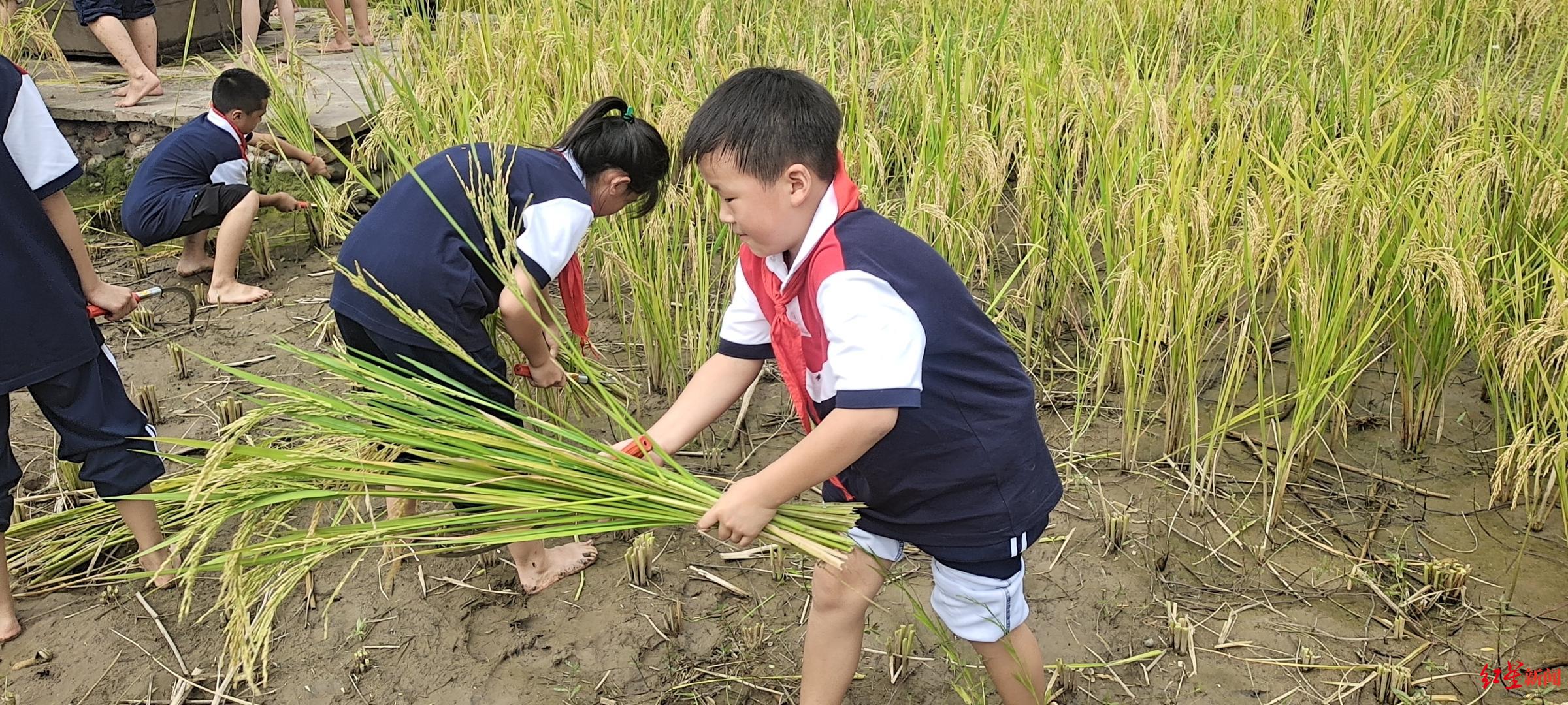 彭山区观音小学:开学第一课让学生打谷子(图2)