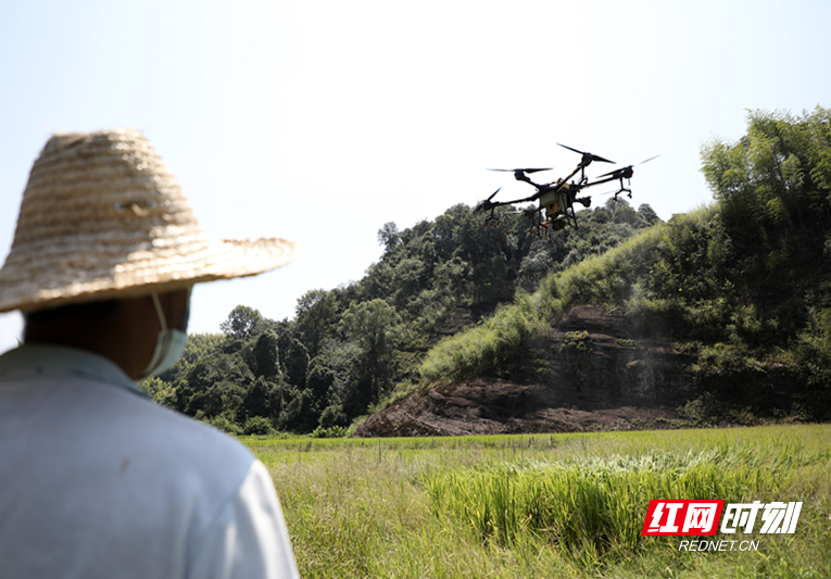 資興市：家庭農(nóng)場(chǎng)“無(wú)人機(jī)”防治病蟲害保豐收