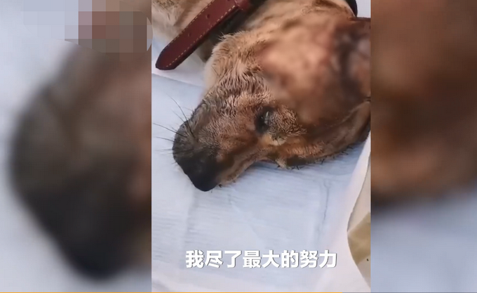 四川男子酒后入室7刀砍死邻居家狗，拉都拉不住！狗主人还原事情经过
