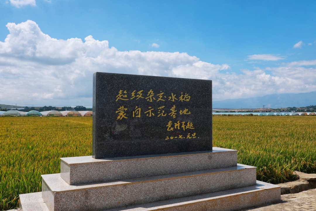 袁隆平超级稻蒙自基地连续四年亩产超1100千克