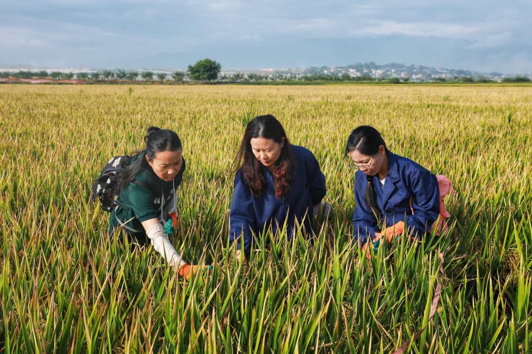 袁隆平超級(jí)稻蒙自基地連續(xù)四年畝產(chǎn)超1100千克