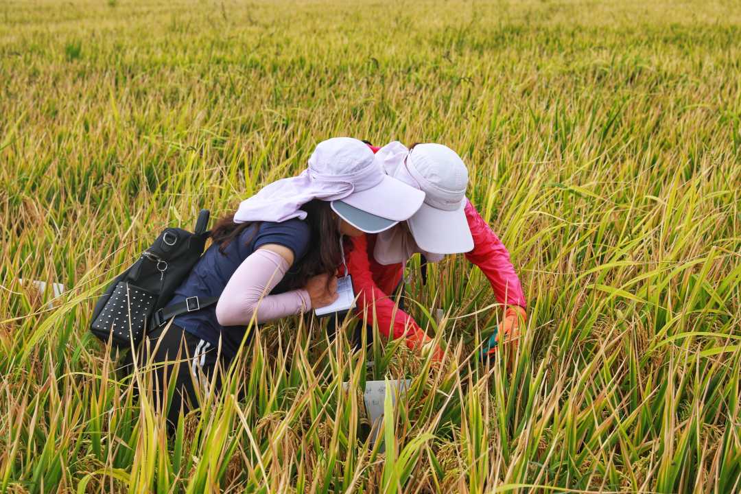 袁隆平超級(jí)稻蒙自基地連續(xù)四年畝產(chǎn)超1100千克