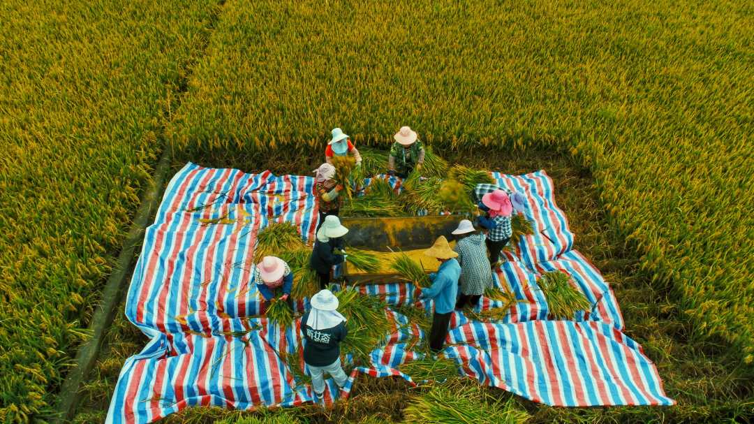 袁隆平超级稻蒙自基地连续四年亩产超1100千克