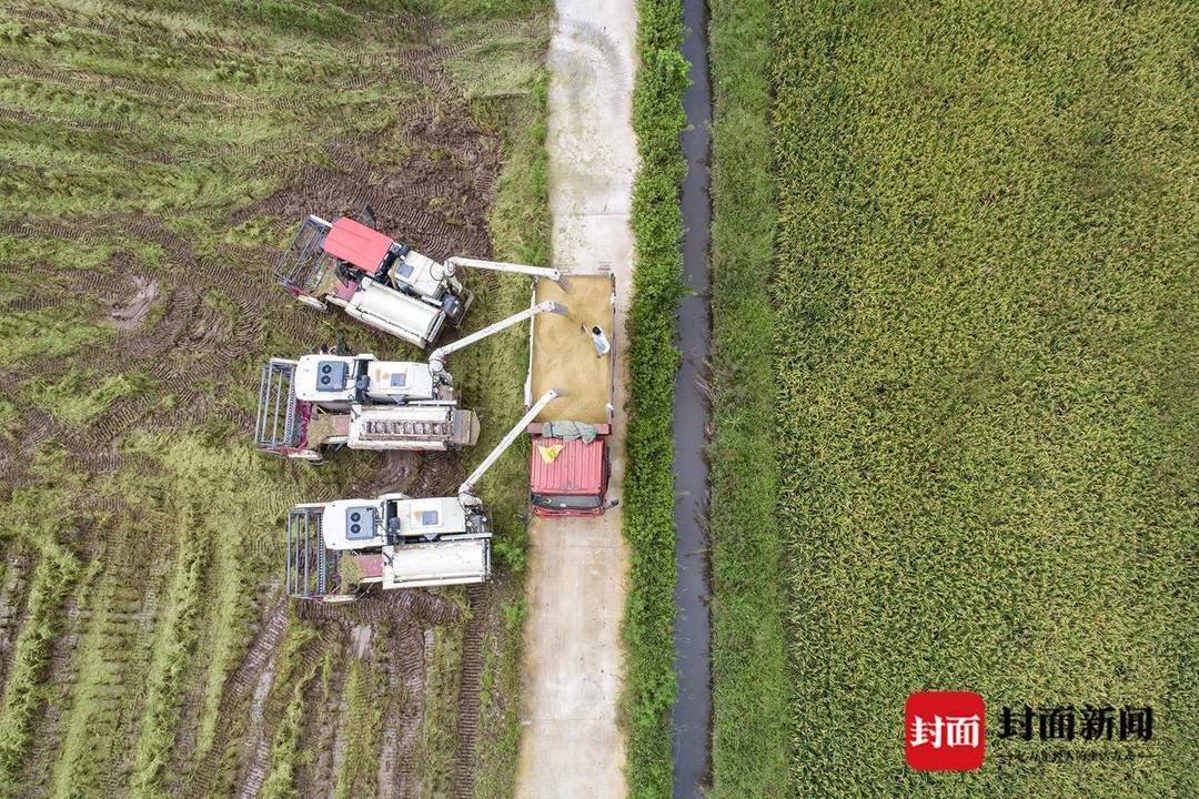 四川阆中：27万亩水稻丰收 超七成机械化收割