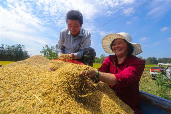 河南光山：金秋时节稻谷飘香收获忙