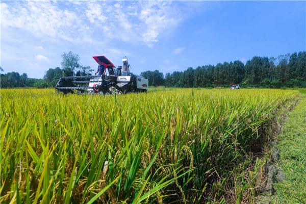 河南光山：金秋时节稻谷飘香收获忙