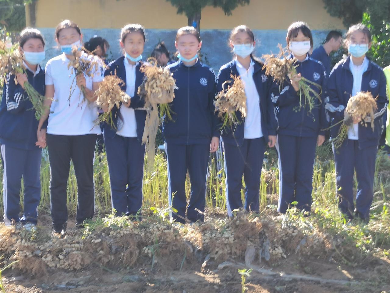 招遠(yuǎn)市夏甸鎮(zhèn)新村初級中學(xué)開展秋收實(shí)踐活動(dòng)(圖3) 招遠(yuǎn)市夏甸鎮(zhèn)新村初級中學(xué)開展秋收實(shí)踐活動(dòng)(圖3)