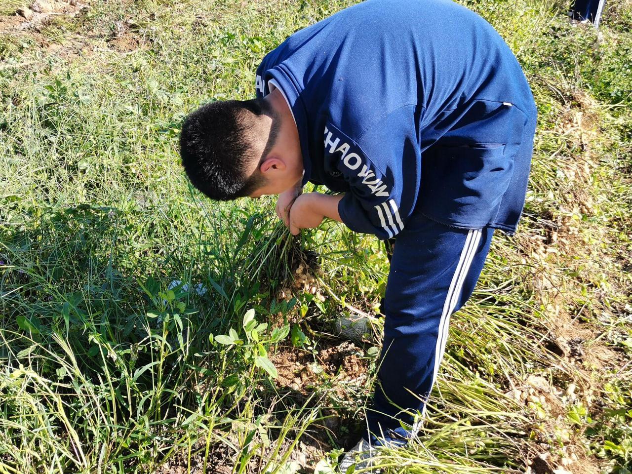 招遠(yuǎn)市夏甸鎮(zhèn)新村初級中學(xué)開展秋收實(shí)踐活動(dòng)(圖4) 招遠(yuǎn)市夏甸鎮(zhèn)新村初級中學(xué)開展秋收實(shí)踐活動(dòng)(圖4)