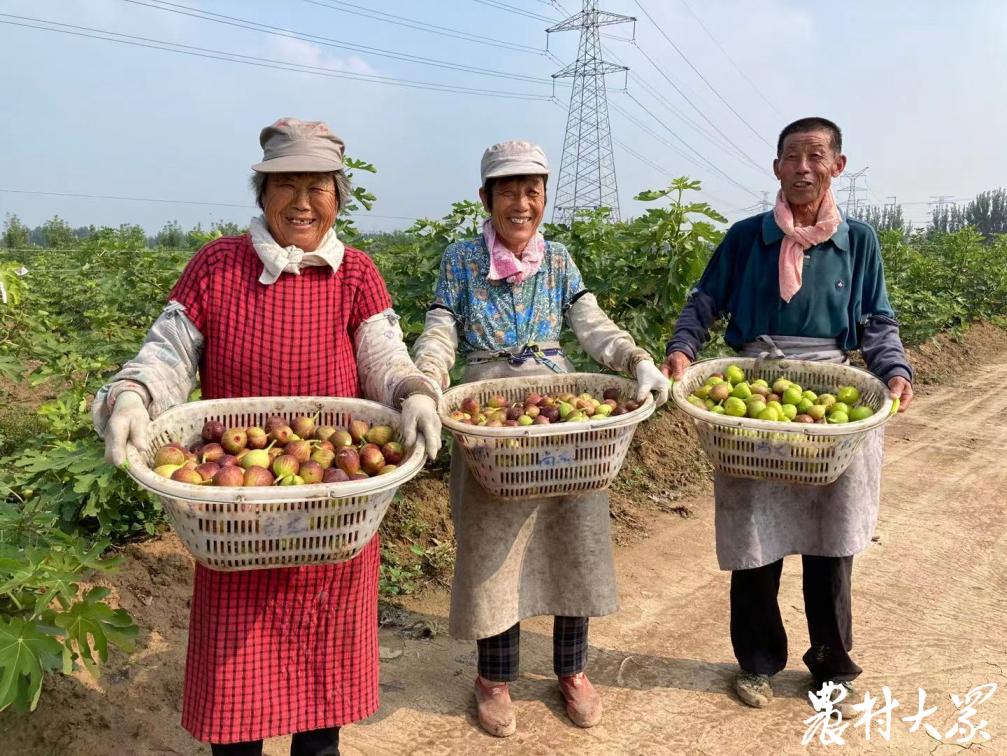 能賣(mài)鮮果還能做果茶果酒，多元模式讓這個(gè)無(wú)花果農(nóng)場(chǎng)日進(jìn)萬(wàn)元