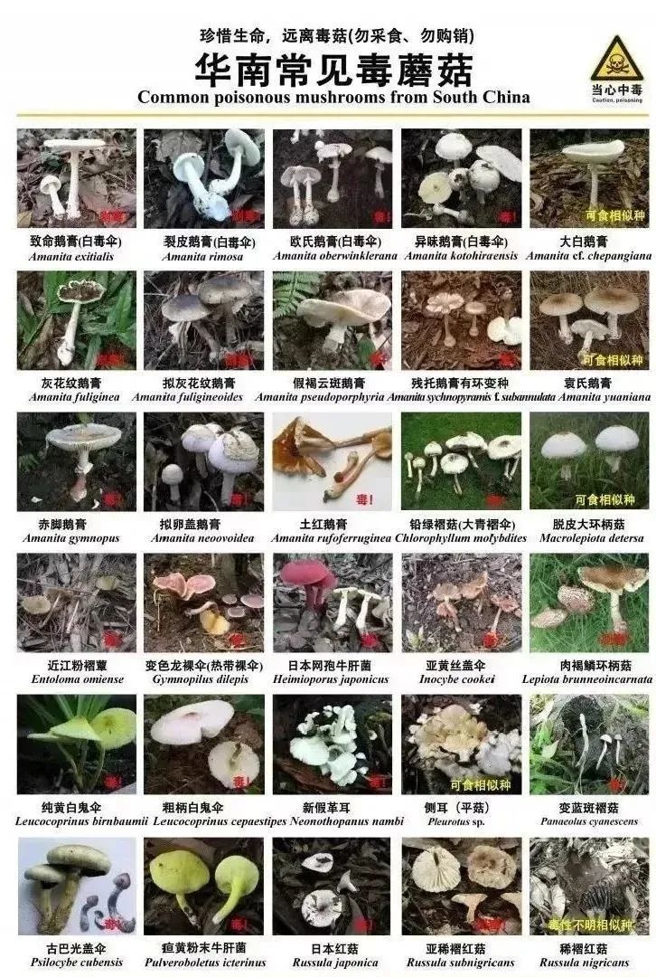 痛心！广东祖孙3人去世，两只猫也未幸免…