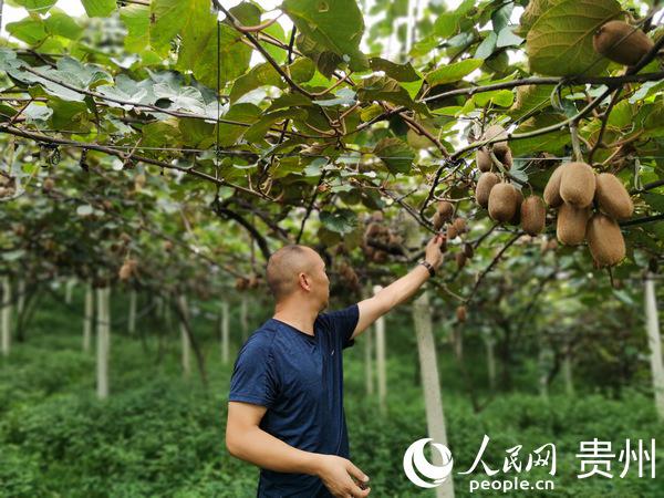 貴州修文：小小獼猴桃 致富大產(chǎn)業(yè)