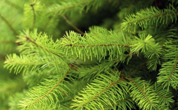 ���֡���������ҩ��������ѧ�ң�����������ɼ�е���ϩ�����ϸ���������ӳ���������