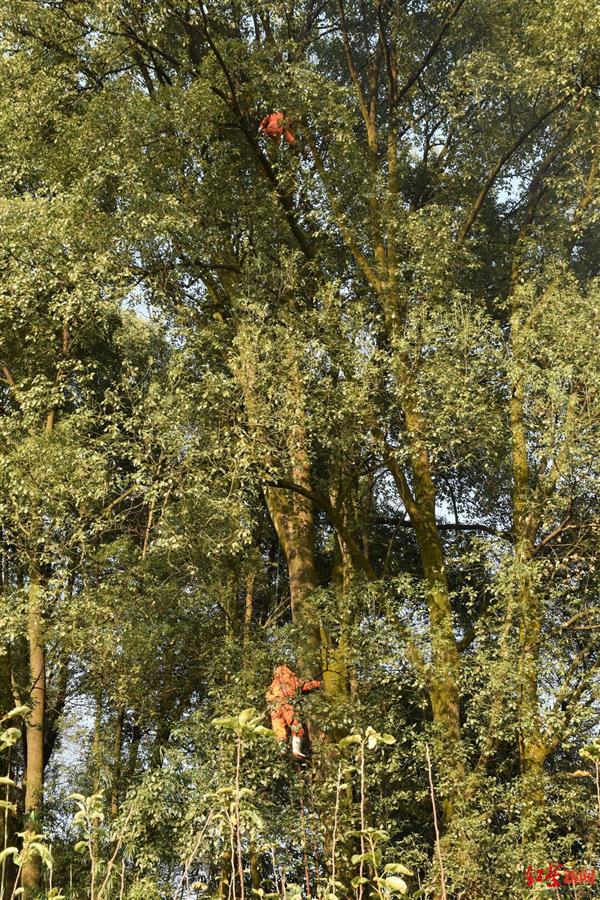 四川宜宾一男子摘马蜂窝时，被挂在30多米高的树上身亡，当地村民：该处马蜂厉害