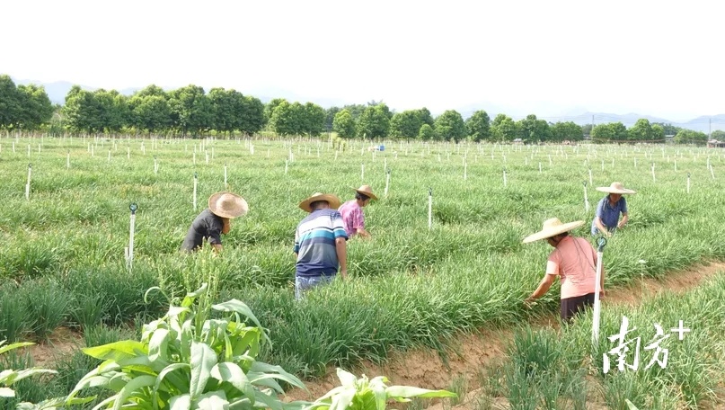 懷集新農(nóng)人李朝明：回鄉(xiāng)創(chuàng)業(yè)種韭菜花，帶領鄉(xiāng)鄰致富