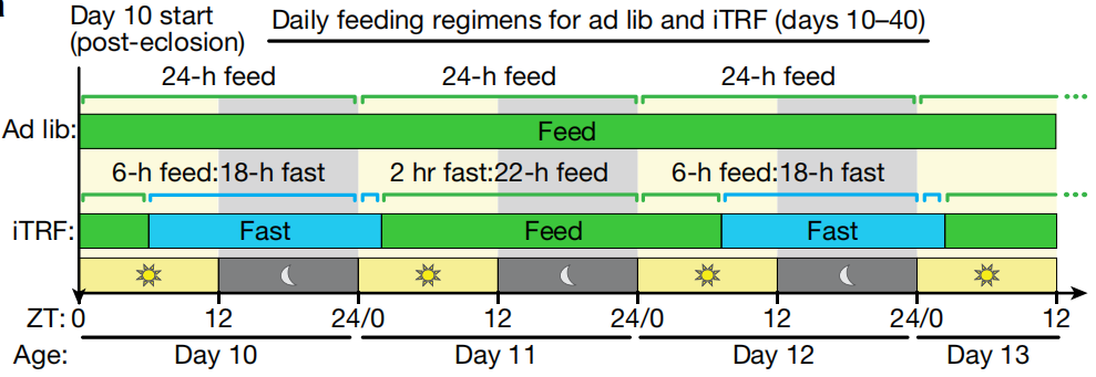 ����Ȼ������ҹ���������ɶ�����ҹ������ѧ�ҷ��֣�ҹ���ʳ�������յ���ϸ�����ɻ����ӳ������ͽ��������Ĺؼ�ح��ѧ����