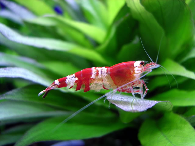 观赏虾图片集