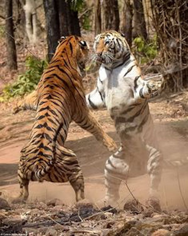 Siberian Tiger vs. Bengal Tiger, who is more powerful? - iNEWS