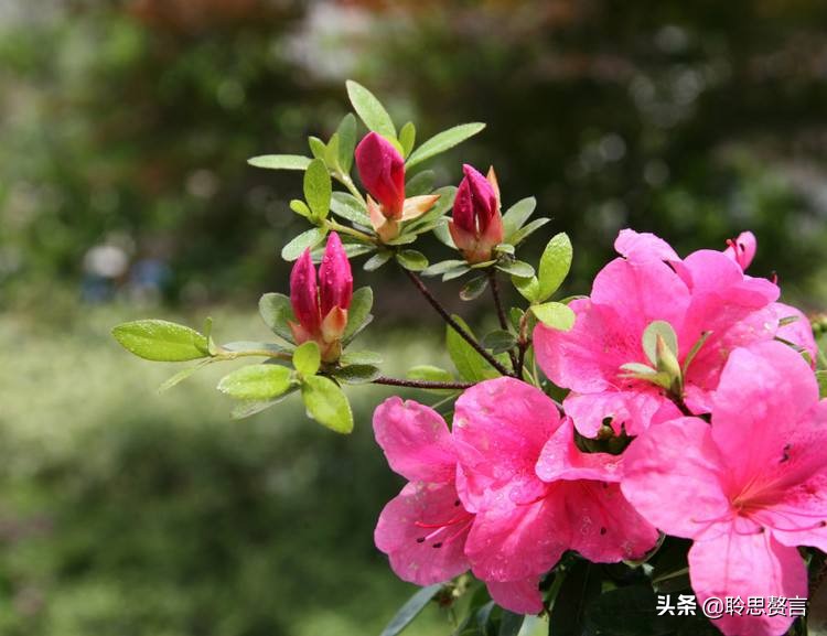 杜鹃花诗词精选三十一首 杜鹃花里杜鹃啼，自是山家一段奇