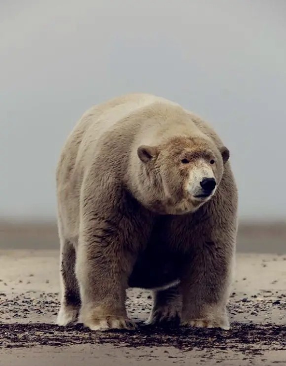 动物界十大趣闻：花豹咬死猎豹还敢挑战雄狮，北极熊比猪胖-第1张图片-大千世界