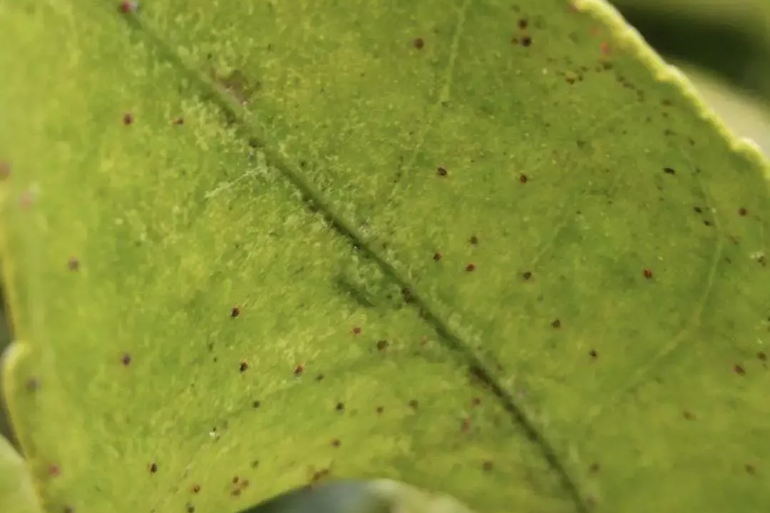 柑橘叶片上附着一些枣红色虫子？如何用药？