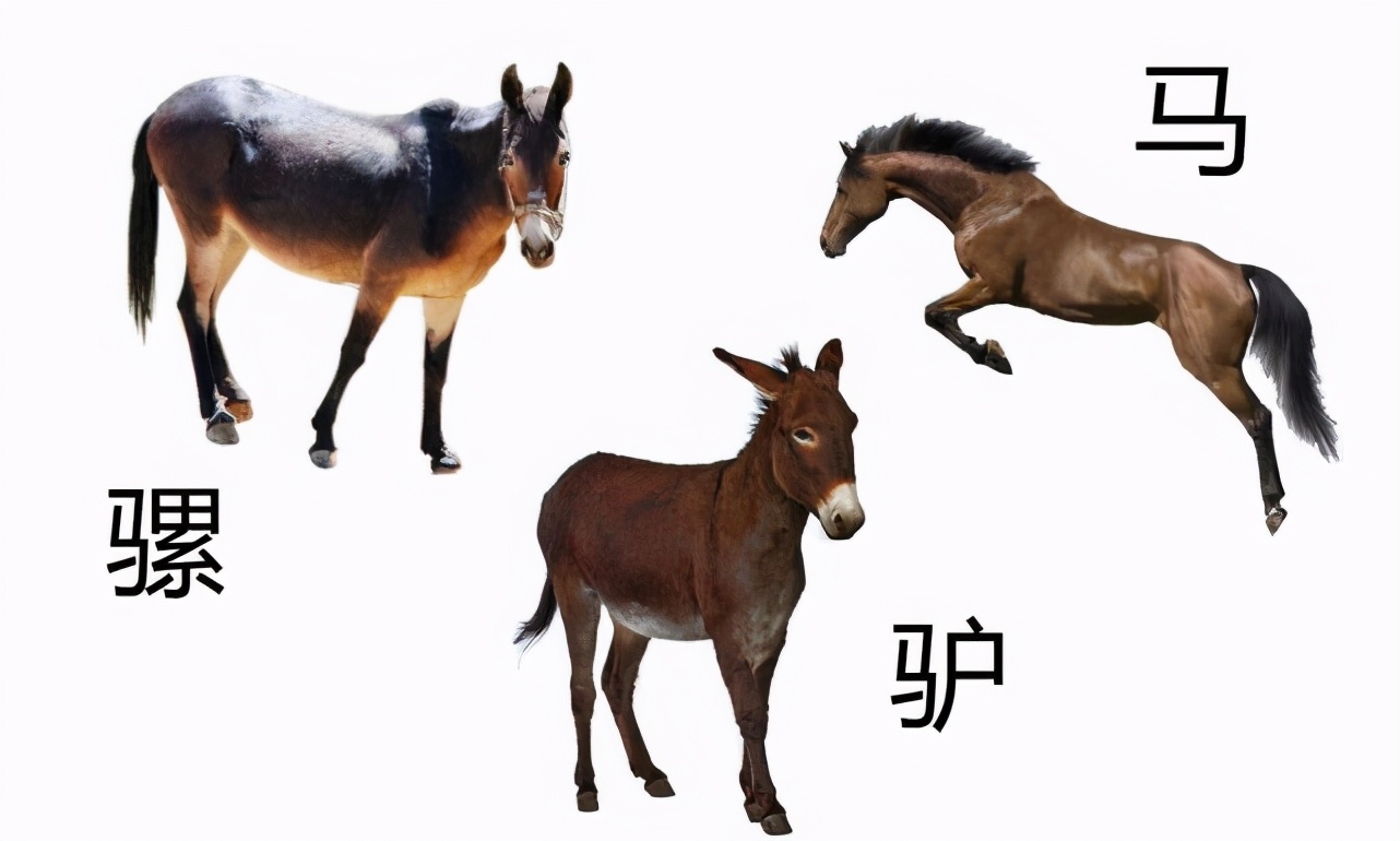 日本“胚胎雜交實(shí)驗(yàn)”是否會違背道德倫理？是創(chuàng)新還是人類災(zāi)難？