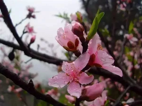 大局已定！加快海南自贸港建设！如果2年后你还在海南就幸运了