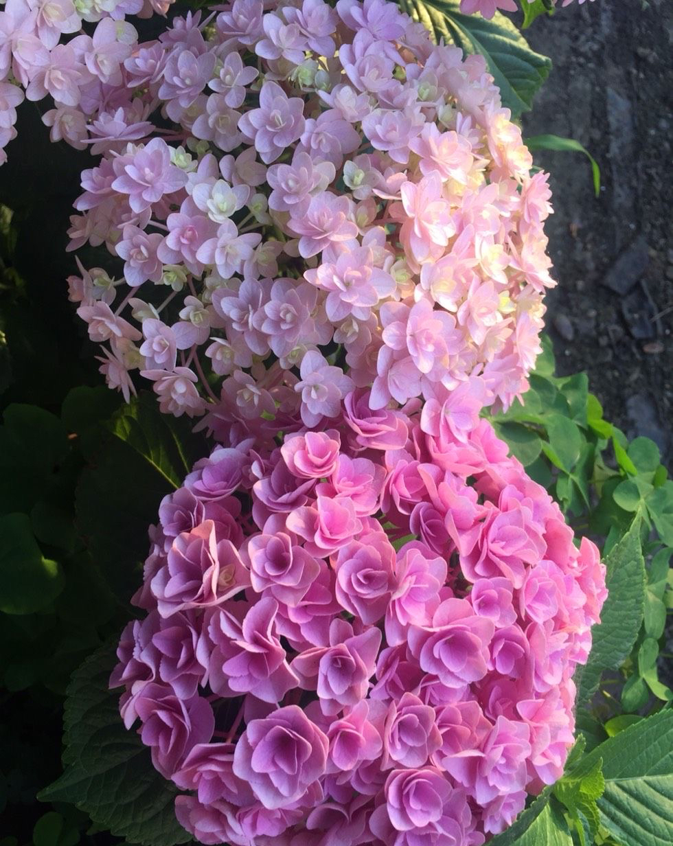 You can just cut hydrangea in autumn. Remember two tips. If many trees survive, there will be