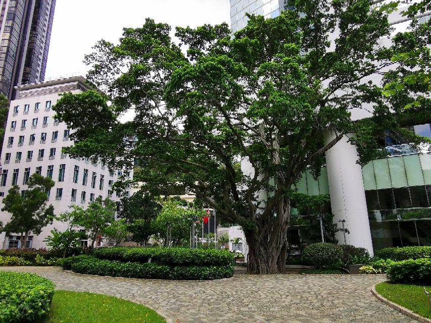 magical!Hong Kong has the world's most expensive centuryold tree with