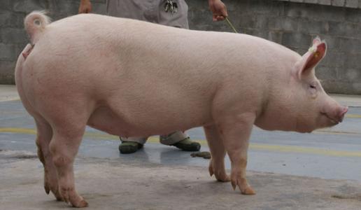 浅谈母猪产仔少的几个原因剖析，饲养，年龄，管理？