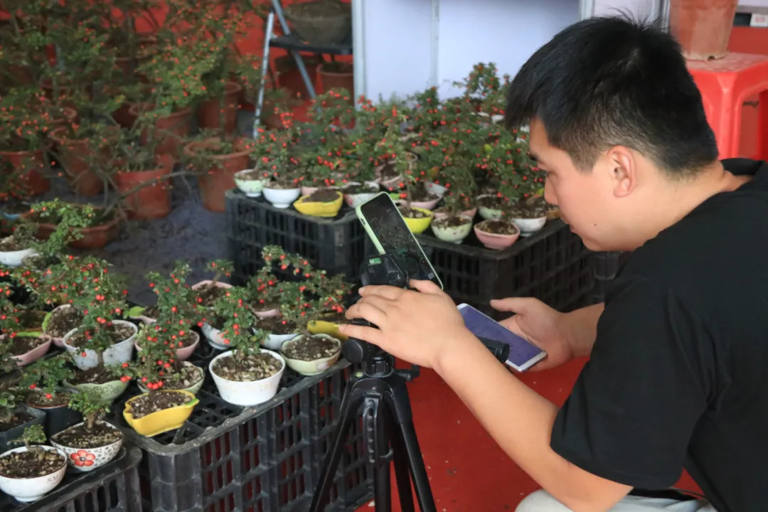 江苏沭阳：国庆时期花木买卖额达8.2亿元