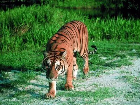 The giant tiger of the Far East weighs thousands of catties, and the king has ruled the roost for thousands of years. 21 species of tigers on the earth are counted. - iNEWS The giant tiger of the Far East weighs thousands of catties, and the king has ruled the roost for thousands of years. 21 species of tigers on the earth are counted. - iNEWS