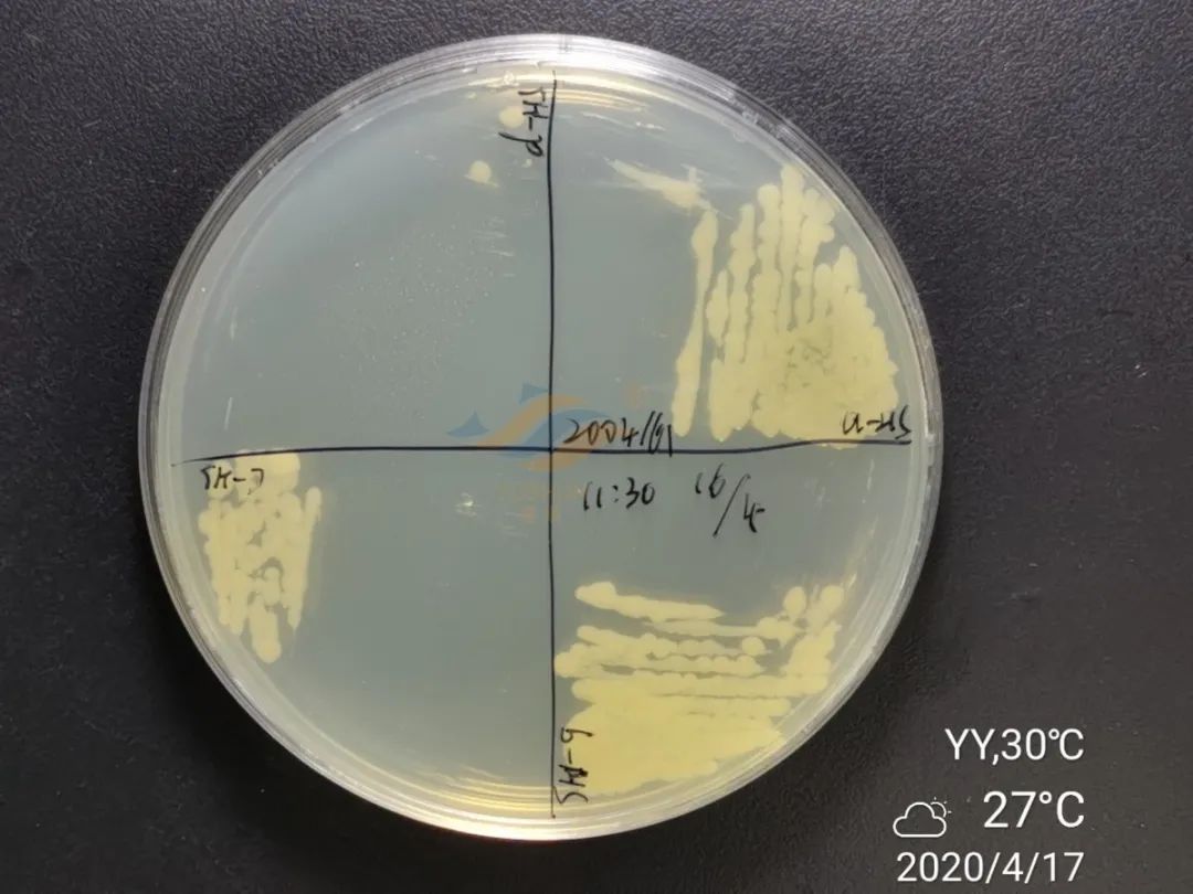 實戰(zhàn)派丨不同養(yǎng)殖品種爛身病因差異大，要如何處理？高手來支招