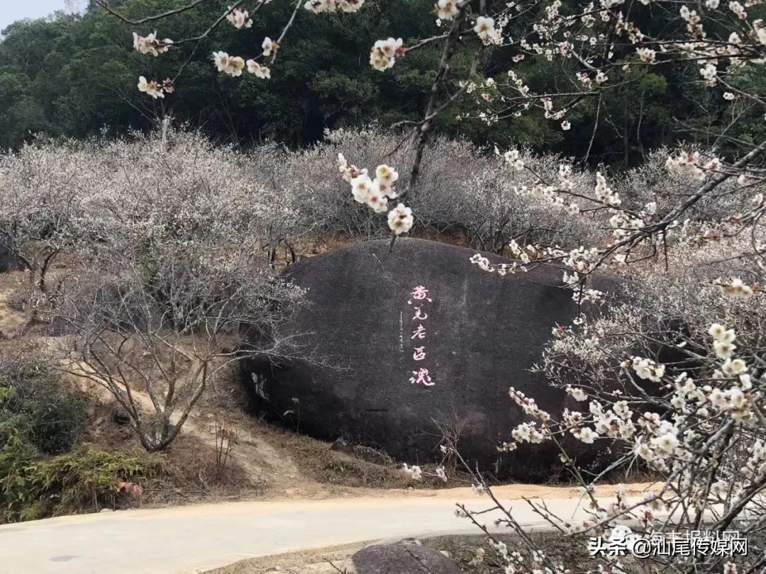 太美了！海丰这里藏着一大片白色如雪的梅花海，竟没人知道…