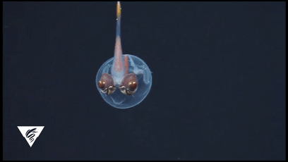 透過皮膚一眼就能看到內髒，這6種透明生物毫無隱私可言