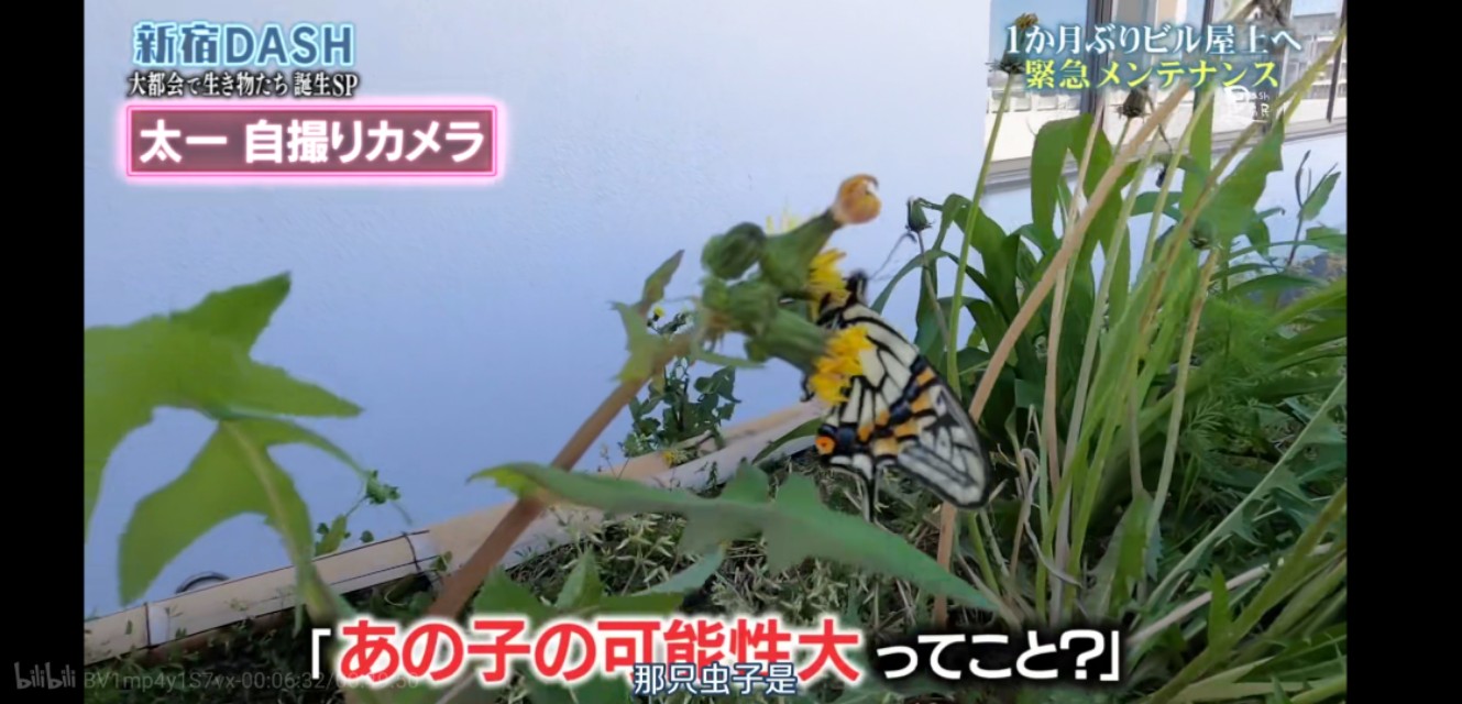 胆小慎入！这个日本综艺，花276天把一只大青虫拍得热血又中二