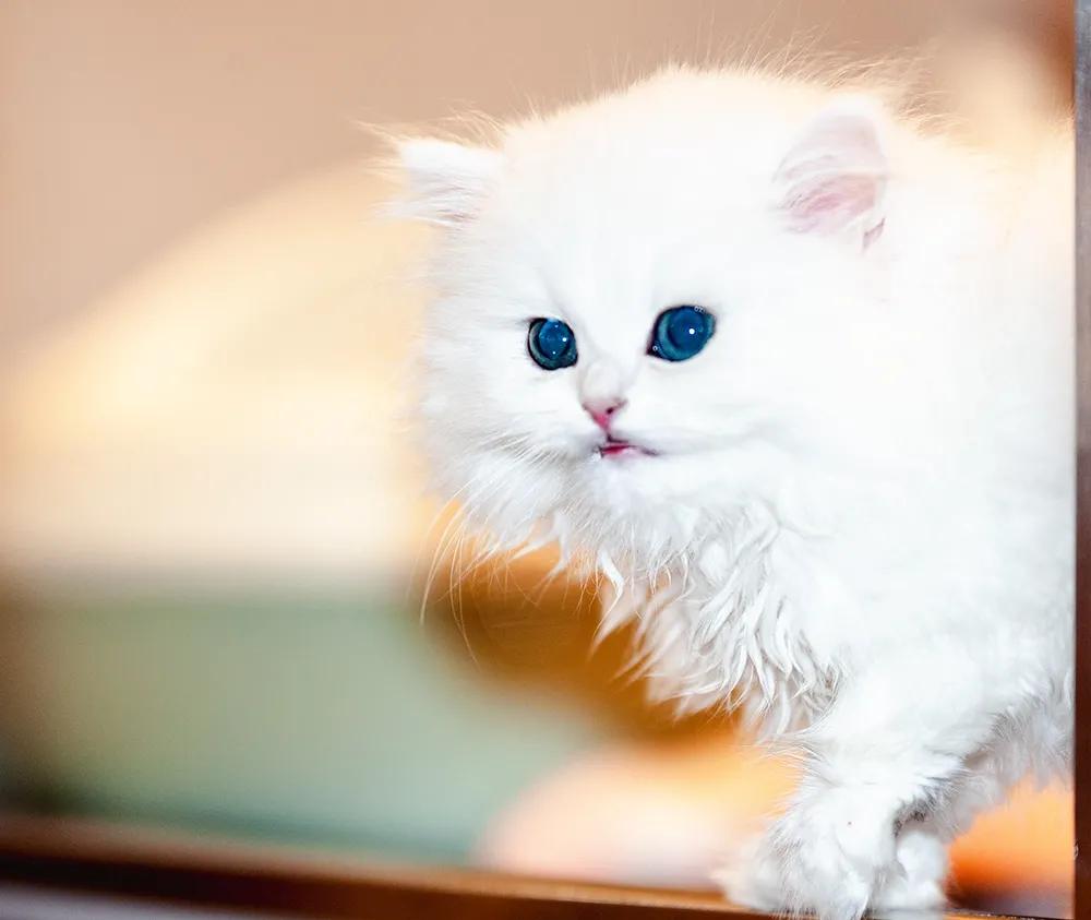 宠物拍摄猫咪篇