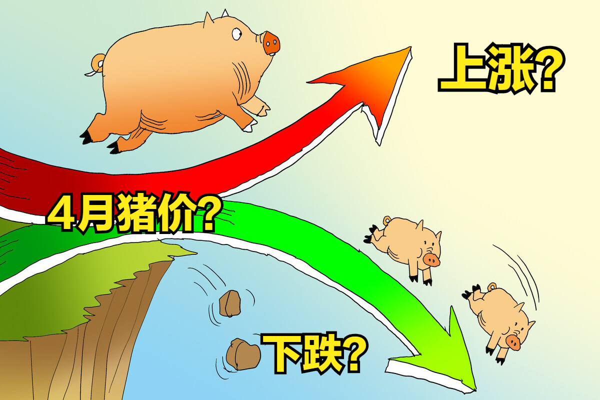 猪价大跌4.6元，行情跌得一塌糊涂，肥猪当道4月猪价还要跌？