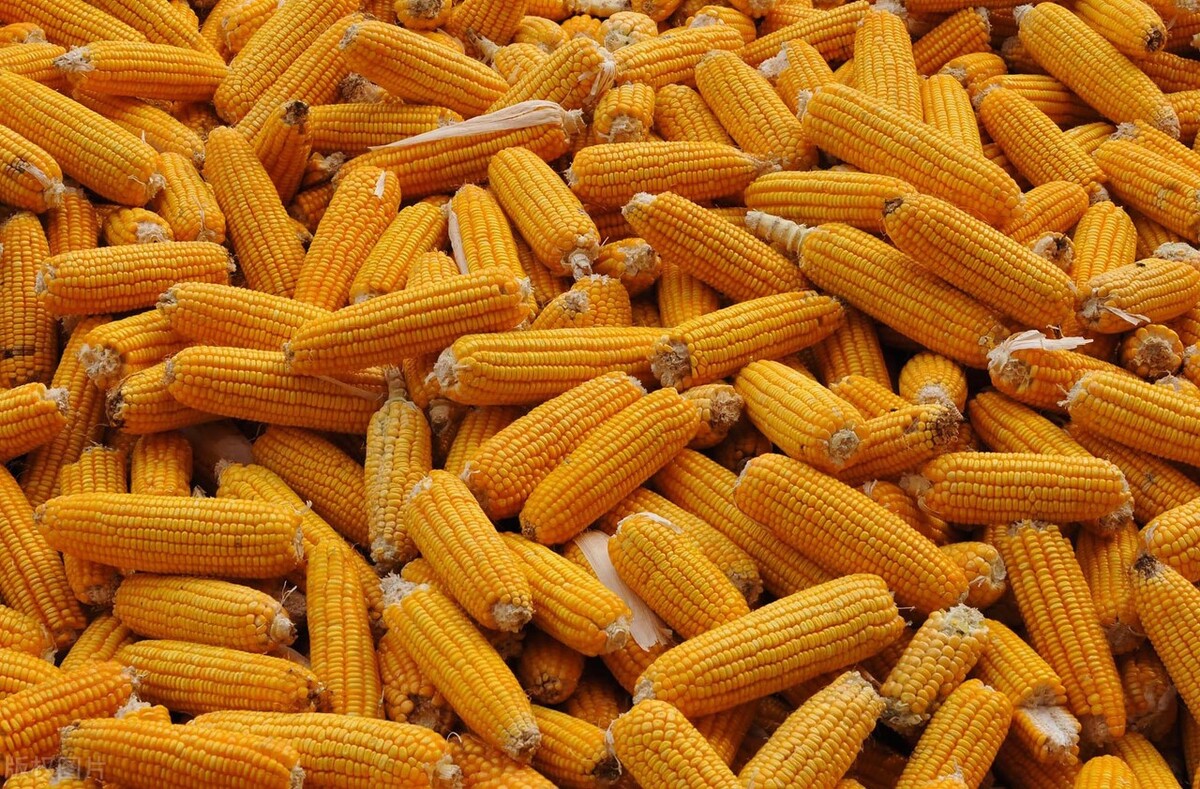 玉米最新收购价：1.17元/斤！今年东北新玉米又要大涨了？