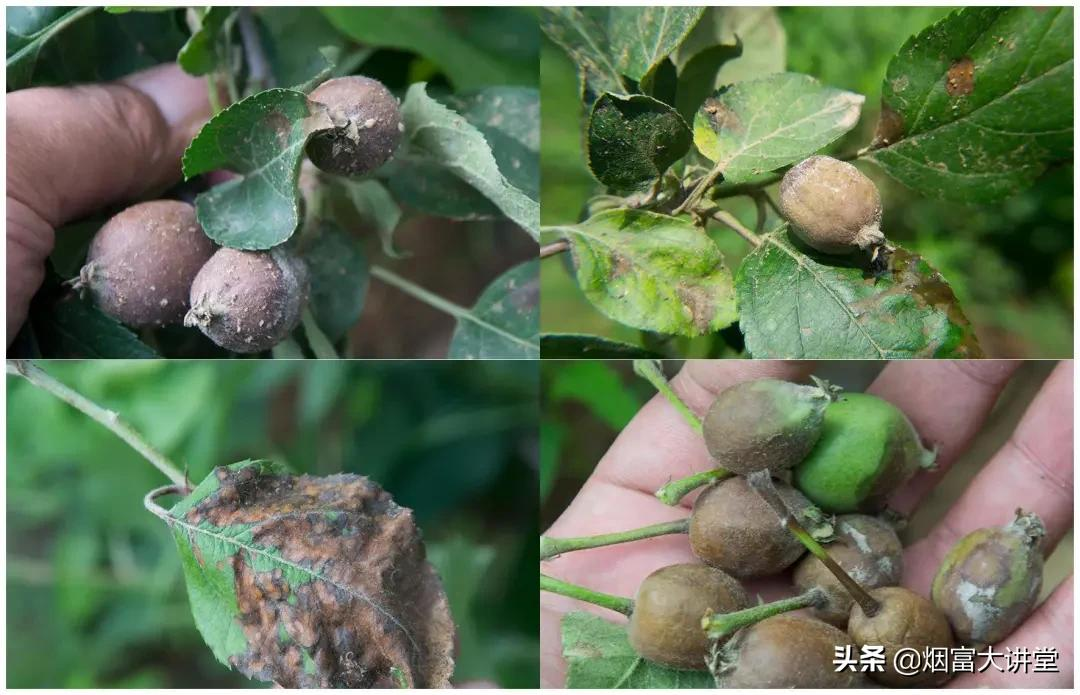 入夏雨水频繁 打好苹果套袋前第三遍药