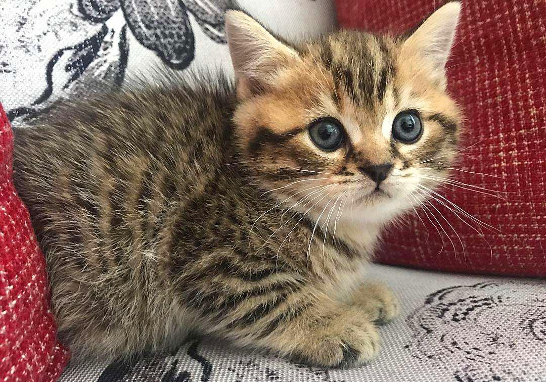 猫毛那么厚 猫咪还会怕冷 是的 猫也怕冷 并且需要保暖 宠物 蛋蛋赞