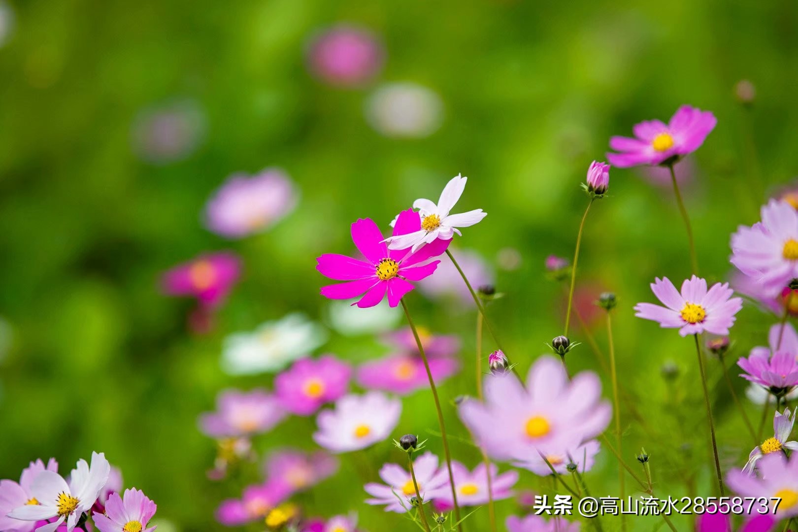 格桑花寓意是什么（生命力顽强的一种花有这么美好的含义）