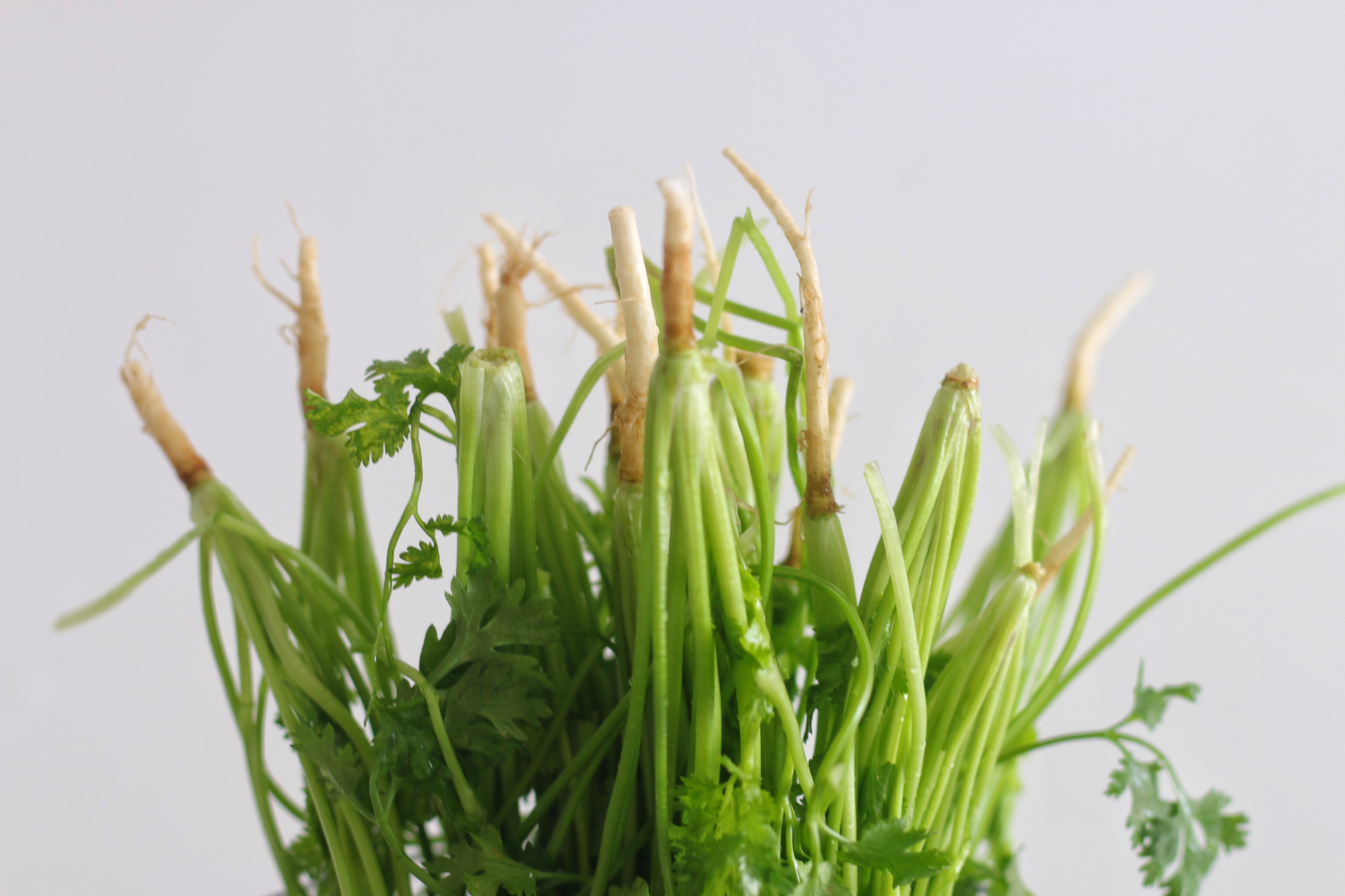 保存香菜，我有妙招，放一年不会坏，什么时候吃都新鲜如初