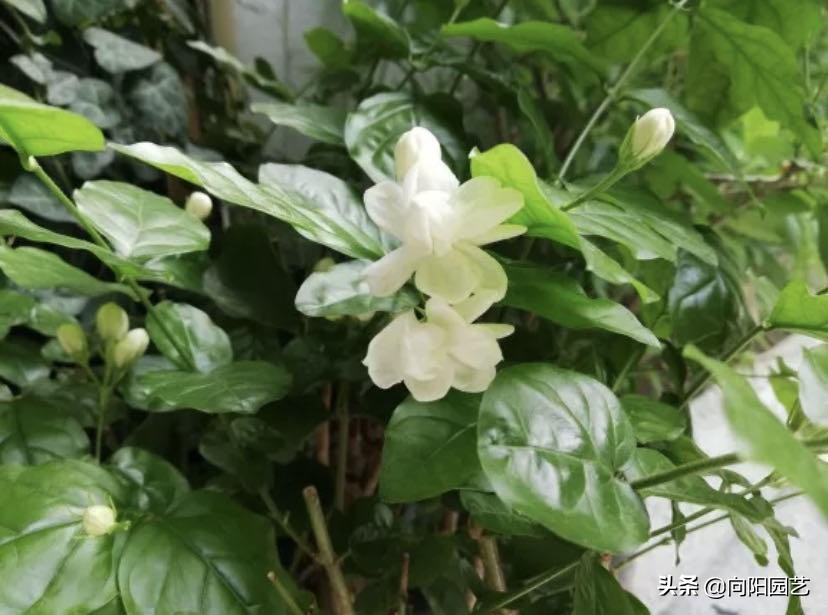 Fertilize jasmine in summer, organic fertilizer, phosphorus and