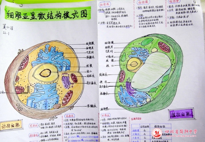 四川省简阳中学怎么样?首届生物学科节(图37)