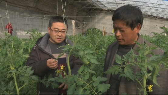 山东省莱西市：脱贫群众蔬菜大棚忙增收